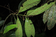 Stylogyne longifolia