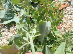 Atriplex