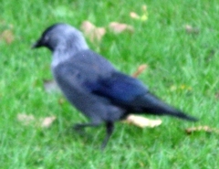 Corvus monedula soemmerringii