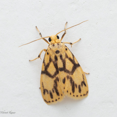 Miltochrista terminospota
