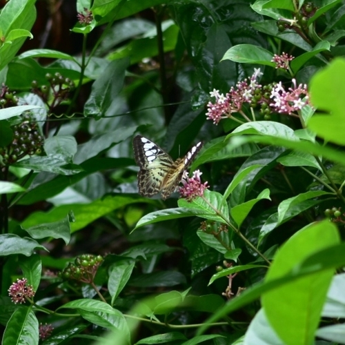 Photo of Clipper (Parthenos sylvia)