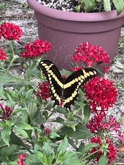 Heraclides cresphontes