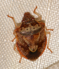 Dendrocoris humeralis