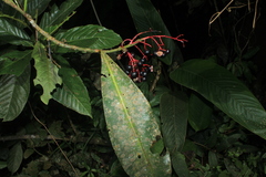 Stylogyne longifolia