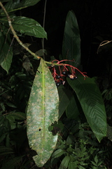 Stylogyne longifolia