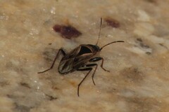 Xanthochilus quadratus