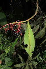 Stylogyne longifolia