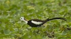 Hydrophasianus chirurgus