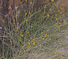 Perityle megalocephala