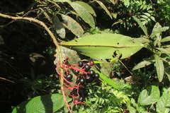 Stylogyne longifolia