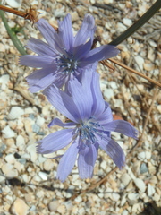 Cichorium intybus