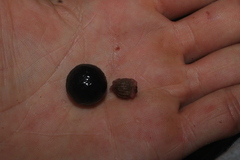 Stylogyne longifolia