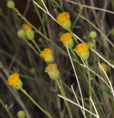 Perityle megalocephala