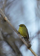 Silvicultrix diadema