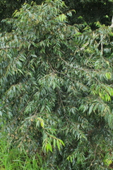 Diospyros capreifolia