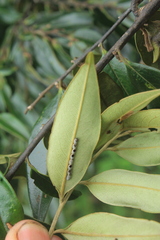 Diospyros capreifolia