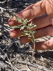 Chenopodium leptophyllum