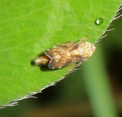Errastunus ocellaris