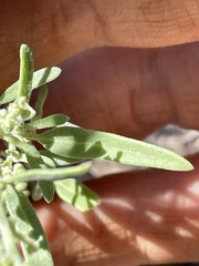 Chenopodium leptophyllum