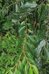Diospyros capreifolia