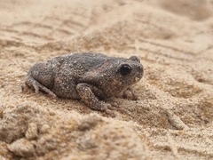 Uperodon taprobanicus