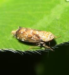 Errastunus ocellaris