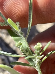 Chenopodium leptophyllum