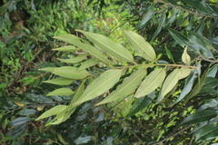 Diospyros capreifolia