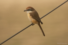 Lanius cristatus