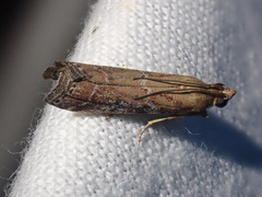 Delplanqueia dilutella