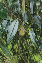 Diospyros capreifolia