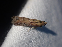 Delplanqueia dilutella