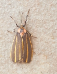 Haematomis mexicana