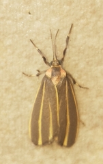 Haematomis mexicana
