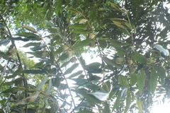 Diospyros capreifolia