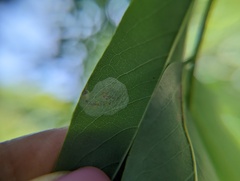 Macrosaccus robiniella