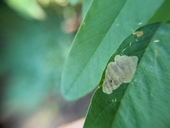 Macrosaccus robiniella
