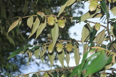 Diospyros capreifolia