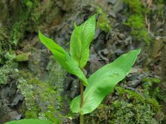 Bupleurum longiradiatum