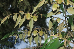 Diospyros capreifolia