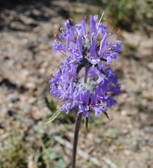 Salvia carduacea