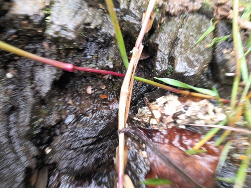 チリカワウソ