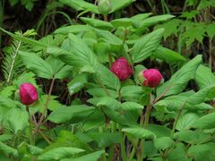 Paeonia obovata