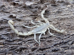 Paruroctonus silvestrii