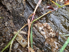 Lontra provocax