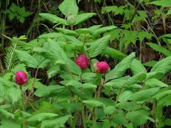 Paeonia obovata