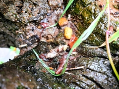 Lontra provocax