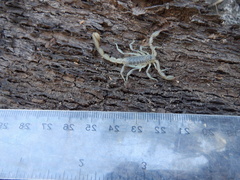 Paruroctonus silvestrii