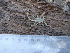 Paruroctonus silvestrii