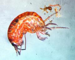 Arcitalitrus sylvaticus